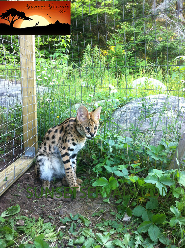 serval cat kitten available canada ontario united states worldwide savannah f1 f2 f3 f4 f5 f6 caracal